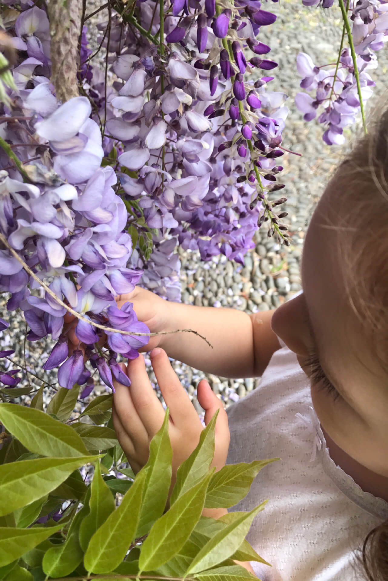 Criança a tocar e sentir as flores lilás. Chão de calçada típica madeirense.