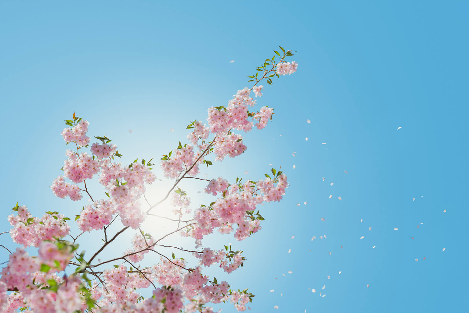 Cherry blossom with blue sky.